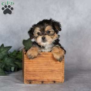 Gabriella, Morkie / Yorktese Puppy